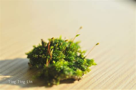 青苔 苔蘚|苔蘚基本介紹 – Bryophytes